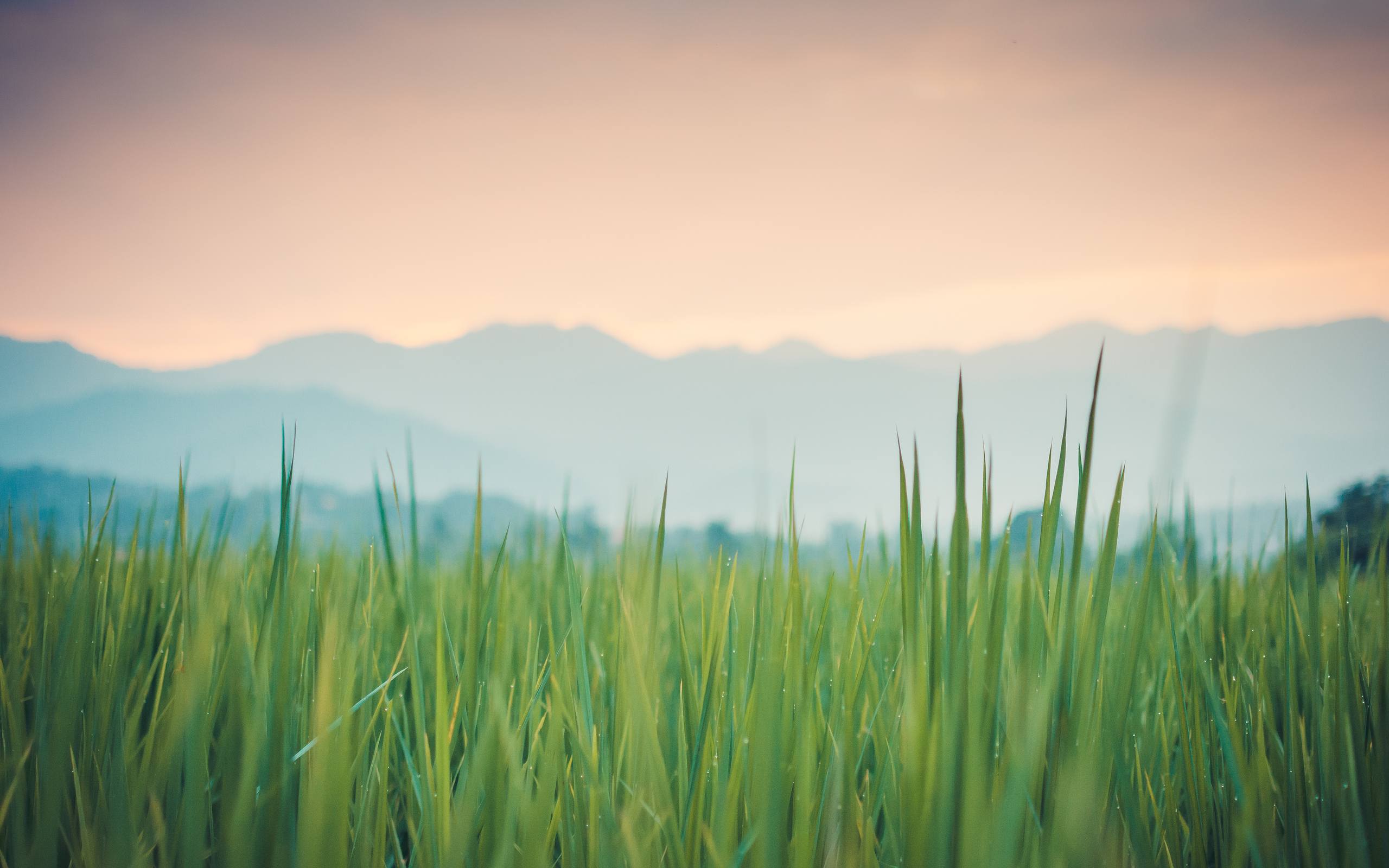 精选风景壁纸: 古碑下的时光静好